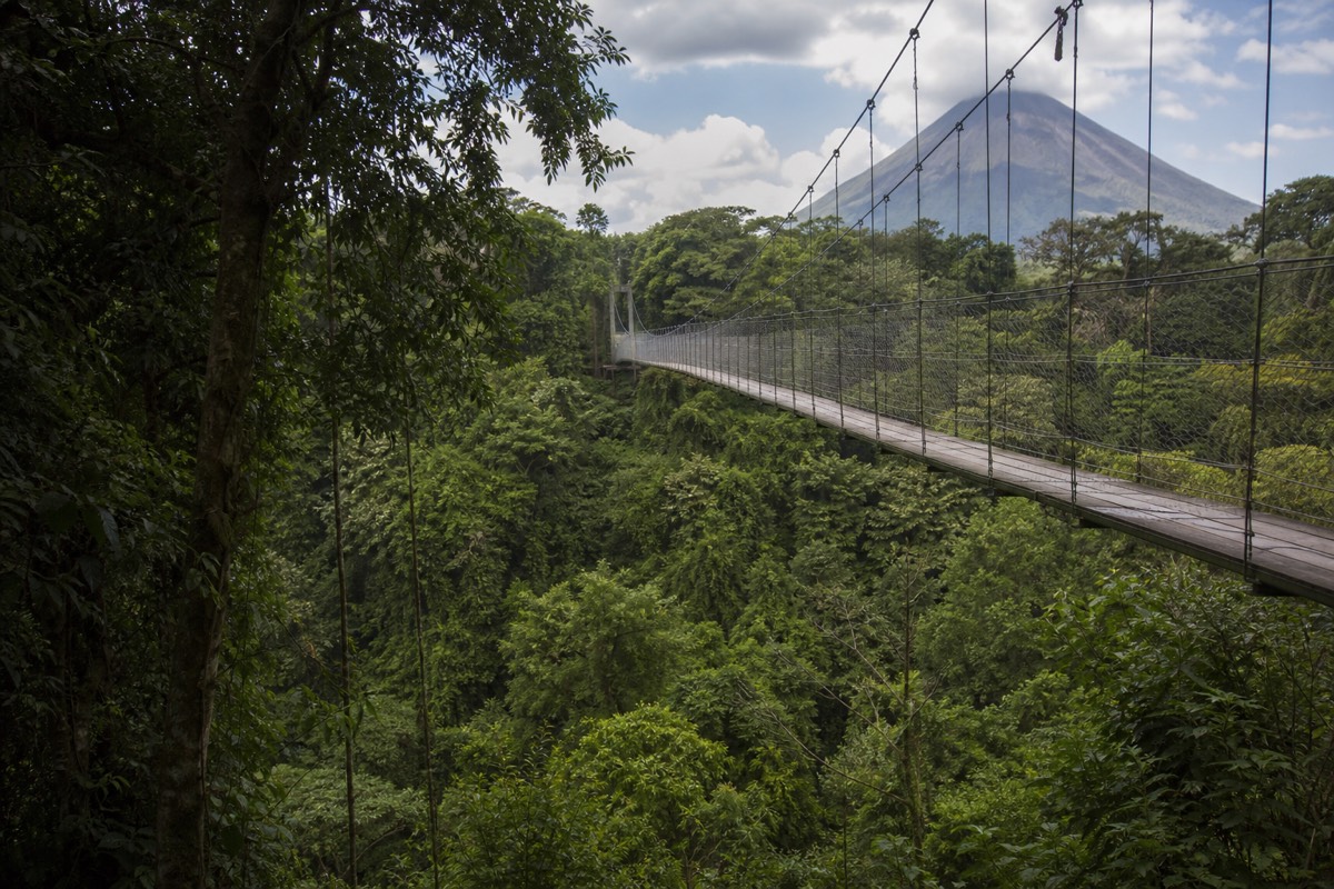 A hanging bridge through the rainforest canopy