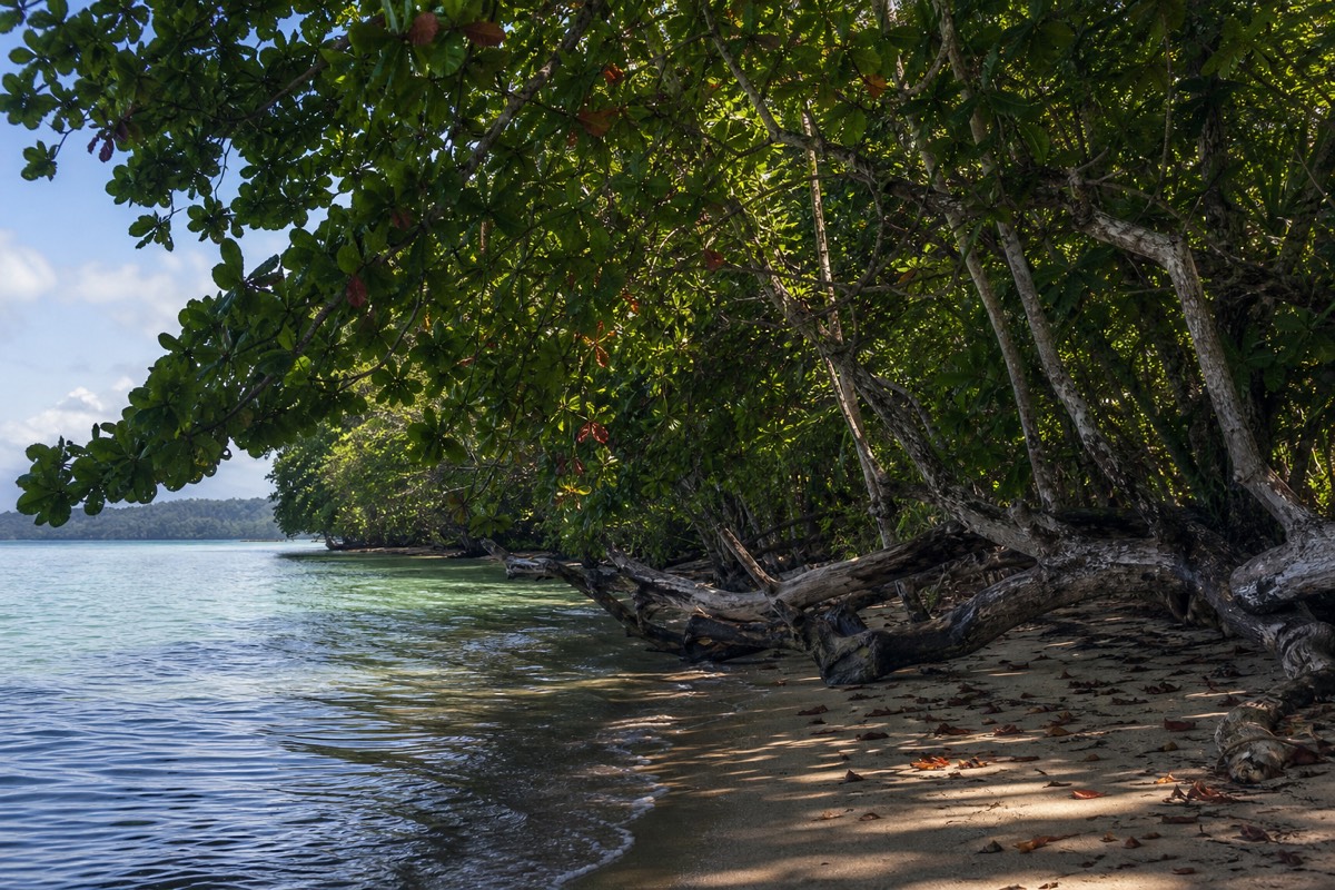 Cahuita's coastal rainforest