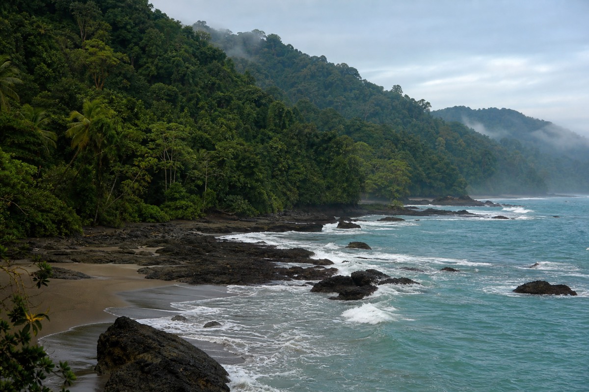 Osa Peninsula and Corcovado National Park: The Wildlife Guide