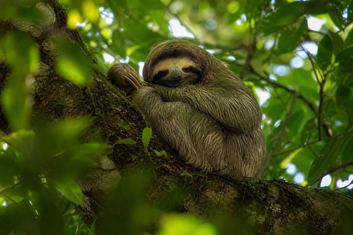 A sloth in the rainforest canopy