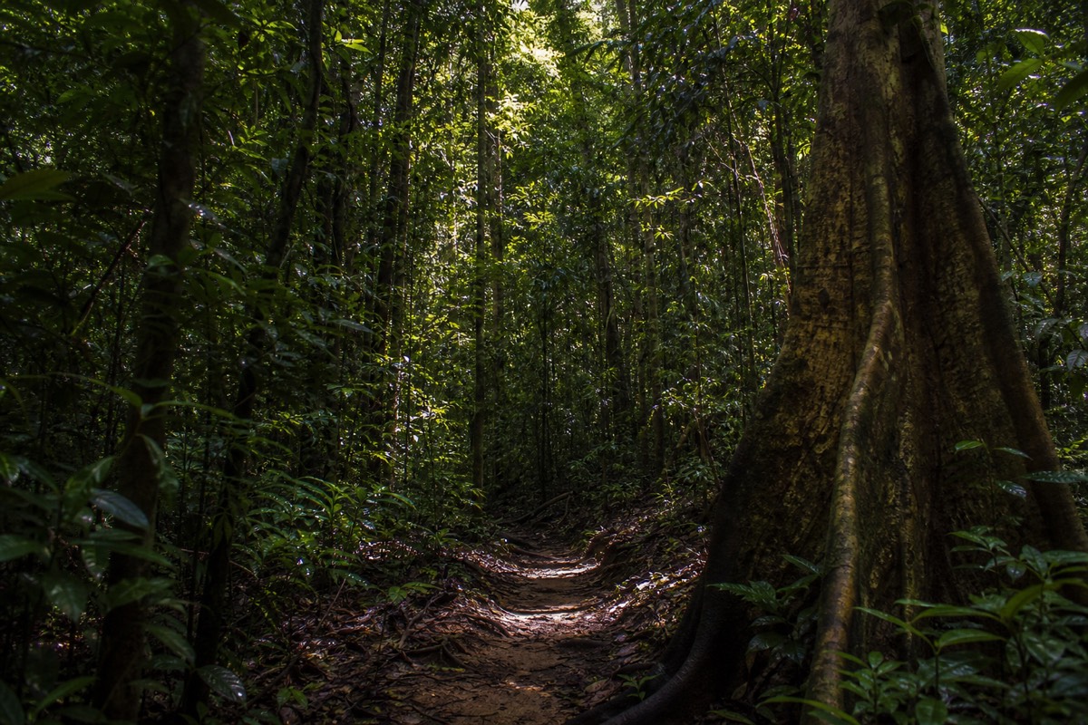 The Osa Peninsula near Drake Bay and Corcovado