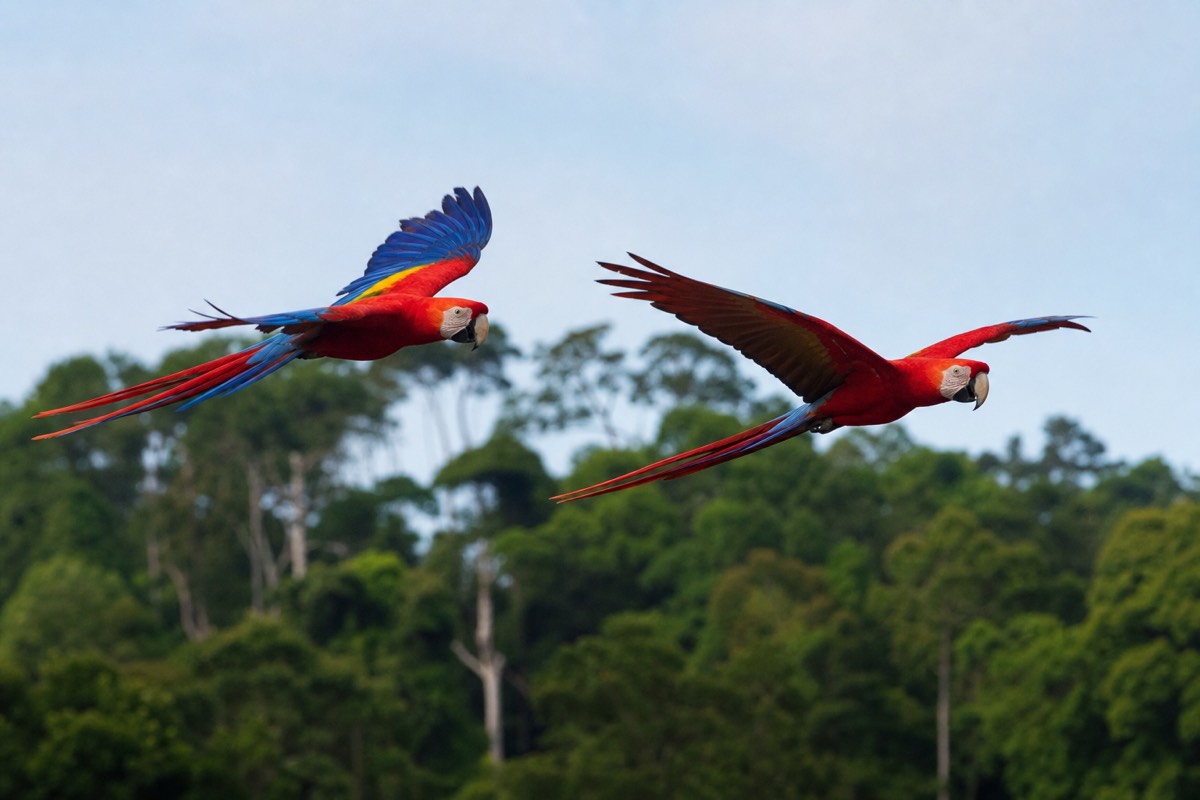 The Osa Peninsula near Drake Bay and Corcovado