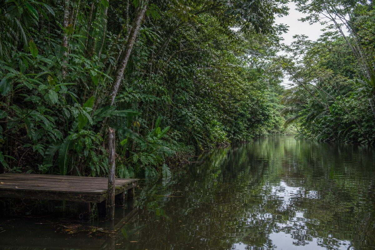 A canal boat trip through Tortuguero