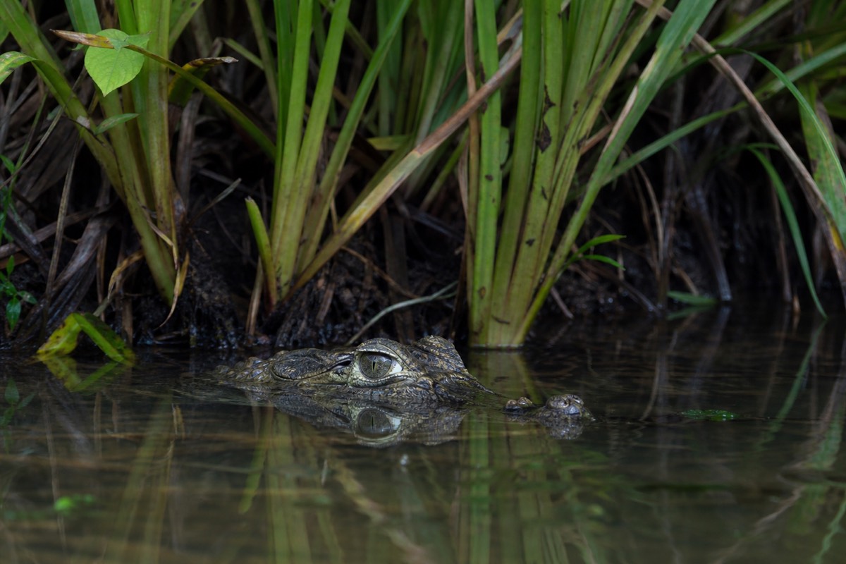 A canal boat trip through Tortuguero
