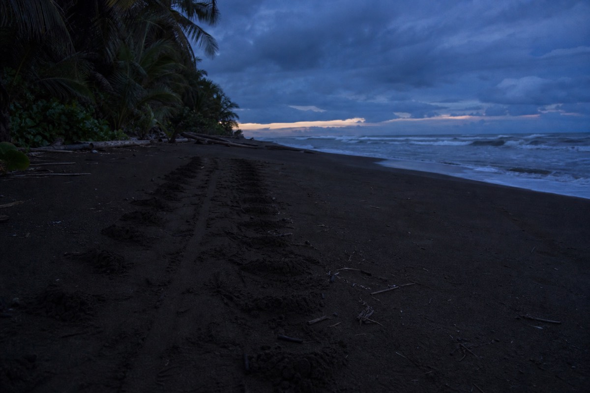 Sea turtle nesting beach at Tortuguero