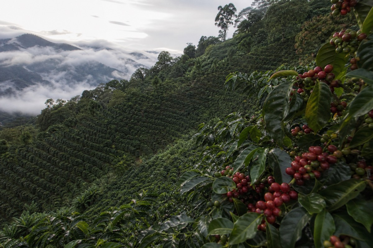 Costa Rica's rainforest and coast