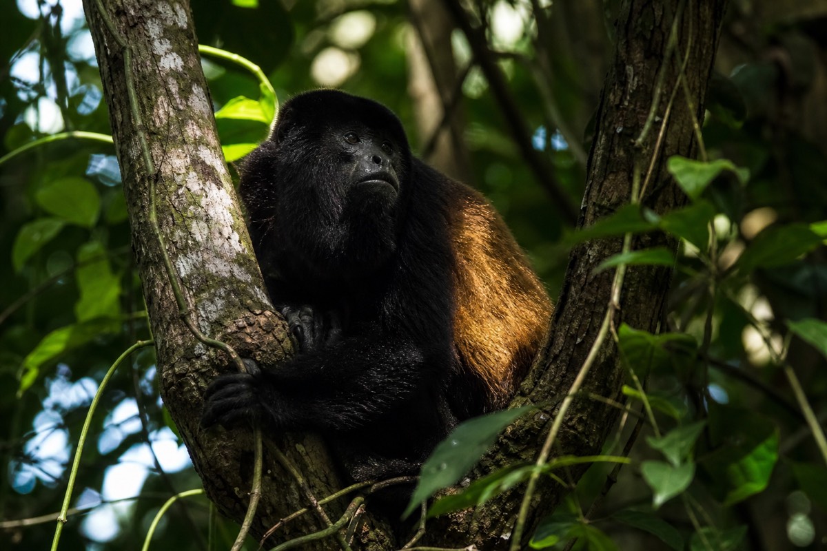 A monkey in the rainforest canopy