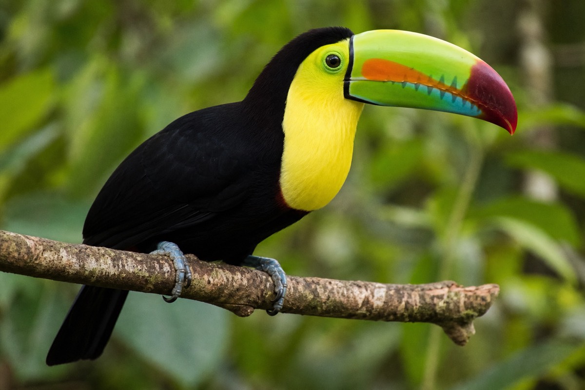 Costa Rica Bird Watching: Where to Go and What to See