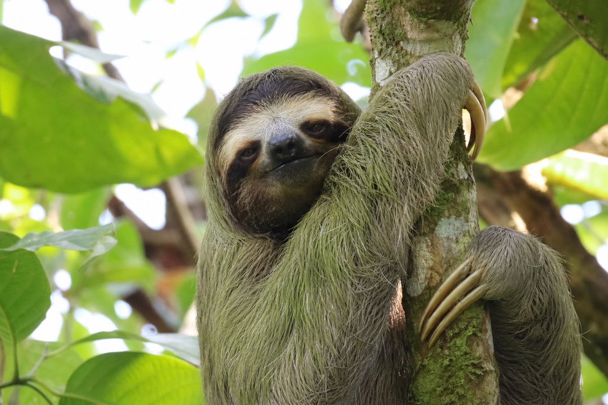 A sloth in the rainforest canopy